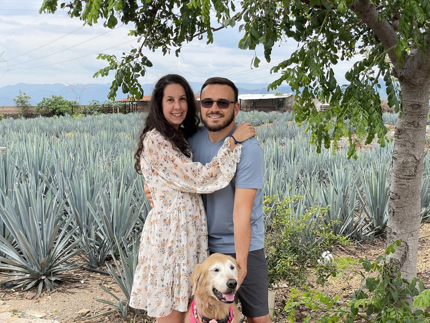 Agave fields, Jalisco